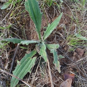 Plantago varia at Campbell, ACT - 7 Oct 2024