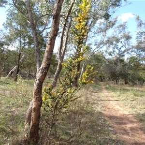 Acacia paradoxa at Campbell, ACT - 7 Oct 2024