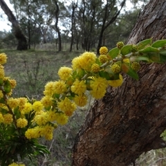 Acacia paradoxa at Campbell, ACT - 7 Oct 2024