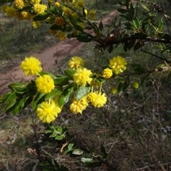 Acacia paradoxa at Campbell, ACT - 7 Oct 2024 04:33 PM