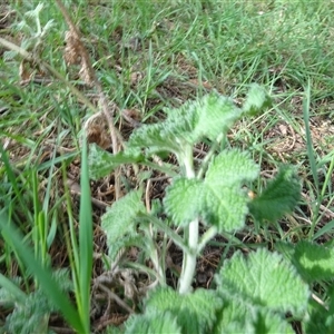 Marrubium vulgare at Campbell, ACT - 7 Oct 2024