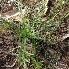 Eryngium ovinum (Blue Devil) at Campbell, ACT - 7 Oct 2024 by AndyRussell