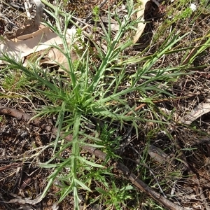 Eryngium ovinum at Campbell, ACT - 7 Oct 2024