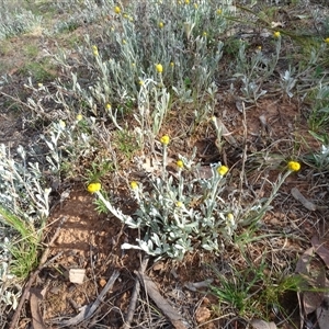 Chrysocephalum apiculatum at Campbell, ACT - 7 Oct 2024