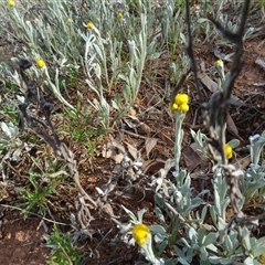 Chrysocephalum apiculatum at Campbell, ACT - 7 Oct 2024