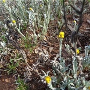 Chrysocephalum apiculatum at Campbell, ACT - 7 Oct 2024