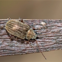 Edusella lineata (Leaf beetle) at Bruce, ACT - 16 Oct 2024 by AlisonMilton