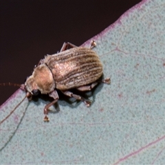 Edusella lineata at Bruce, ACT - 16 Oct 2024