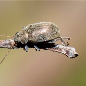 Edusella lineata at Bruce, ACT - 16 Oct 2024 09:17 AM