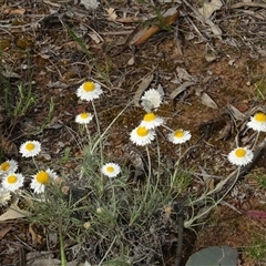 Leucochrysum albicans subsp. tricolor (Hoary Sunray) at Campbell, ACT - 7 Oct 2024 by AndyRussell