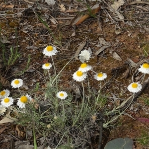 Leucochrysum albicans subsp. tricolor at Campbell, ACT - 7 Oct 2024 03:40 PM