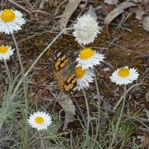 Leucochrysum albicans subsp. tricolor at Campbell, ACT - 7 Oct 2024 03:40 PM