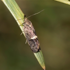 Leistomorpha brontoscopa at Bruce, ACT - 16 Oct 2024