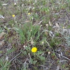 Leptorhynchos squamatus subsp. squamatus at Campbell, ACT - 7 Oct 2024