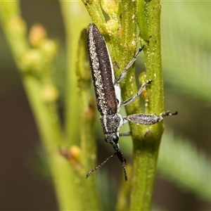 Rhinotia sp. in brunnea-group at Bruce, ACT - 16 Oct 2024