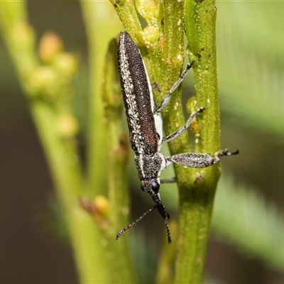 Rhinotia sp. in brunnea-group (A belid weevil) at Bruce, ACT - 16 Oct 2024 by AlisonMilton