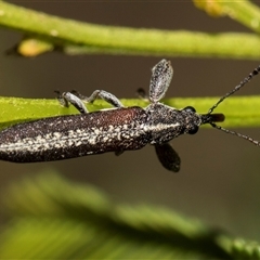 Rhinotia sp. in brunnea-group at Bruce, ACT - 16 Oct 2024