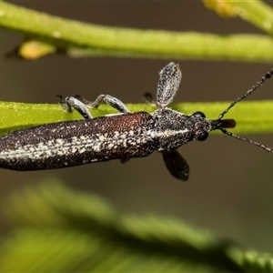 Rhinotia sp. in brunnea-group at Bruce, ACT - 16 Oct 2024