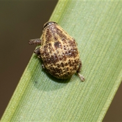 Haplonyx (genus) (Unidentified Haplonyx weevil) at Bruce, ACT - 16 Oct 2024 by AlisonMilton