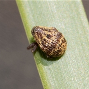 Haplonyx sp. (genus) at Bruce, ACT - 16 Oct 2024