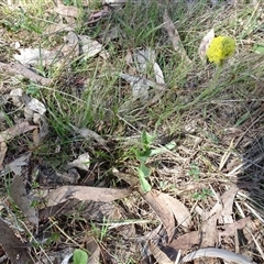 Craspedia variabilis (Common Billy Buttons) at Hall, ACT - 14 Sep 2024 by AndyRussell