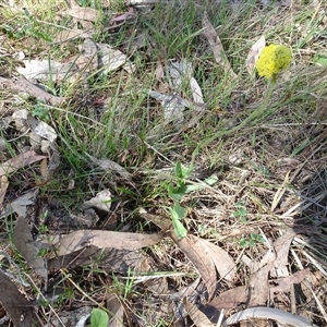 Craspedia variabilis at Hall, ACT - suppressed