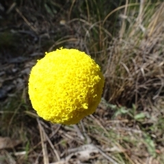 Craspedia variabilis at Hall, ACT - suppressed