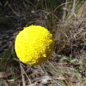 Craspedia variabilis at Hall, ACT - suppressed