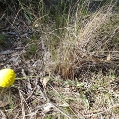 Craspedia variabilis at Hall, ACT - suppressed