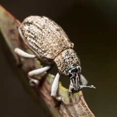 Unidentified Weevil (Curculionoidea) at Bruce, ACT - 15 Oct 2024 by AlisonMilton