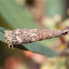 Lepidoscia (genus) IMMATURE (Unidentified Cone Case Moth larva, pupa, or case) at Bruce, ACT - 15 Oct 2024 by AlisonMilton