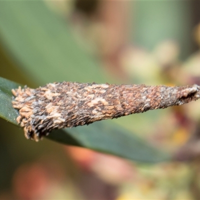 Conoeca or Lepidoscia (genera) IMMATURE (Unidentified Cone Case Moth larva, pupa, or case) at Bruce, ACT - 15 Oct 2024 by AlisonMilton