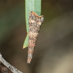 Lepidoscia (genus) IMMATURE at Bruce, ACT - 16 Oct 2024