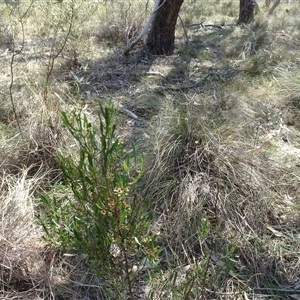 Dodonaea viscosa subsp. angustissima at Hall, ACT - 14 Sep 2024