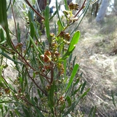 Dodonaea viscosa subsp. angustissima at Hall, ACT - 14 Sep 2024