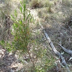 Dodonaea viscosa subsp. angustissima at Hall, ACT - 14 Sep 2024