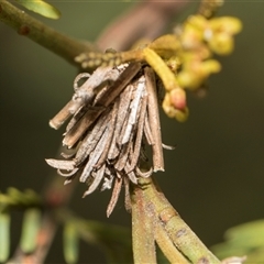 Psychidae (family) IMMATURE (Unidentified case moth or bagworm) at Bruce, ACT - 16 Oct 2024 by AlisonMilton