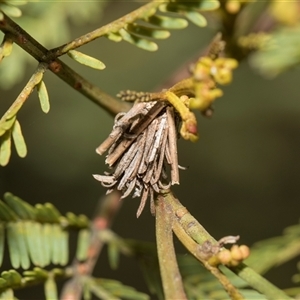 Psychidae - IMMATURE larvae at Bruce, ACT - 16 Oct 2024