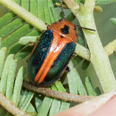 Calomela curtisi (Acacia leaf beetle) at Bruce, ACT - 16 Oct 2024 by AlisonMilton