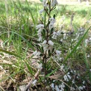 Cryptandra amara at Hall, ACT - 14 Sep 2024 12:49 PM