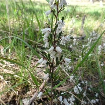 Cryptandra amara (Bitter Cryptandra) at Hall, ACT - 14 Sep 2024 by AndyRussell