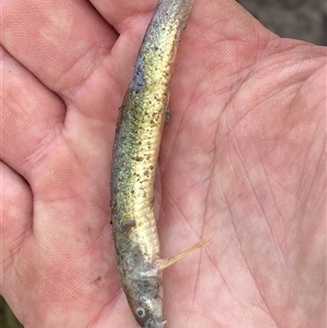 Misgurnus anguillicaudatus at Mitchell, ACT - suppressed