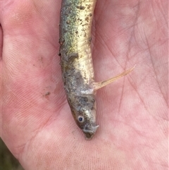 Misgurnus anguillicaudatus at Mitchell, ACT - suppressed