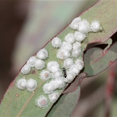 Glycaspis sp. (genus) (Unidentified sugary lerp) at Bruce, ACT - 16 Oct 2024 by AlisonMilton