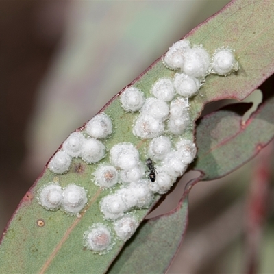Glycaspis sp. (genus) (Unidentified sugary lerp) at Bruce, ACT - 16 Oct 2024 by AlisonMilton