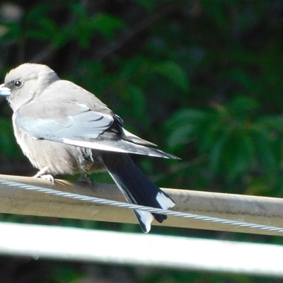 Artamus cyanopterus cyanopterus (Dusky Woodswallow) at Symonston, ACT - 16 Oct 2024 by CallumBraeRuralProperty