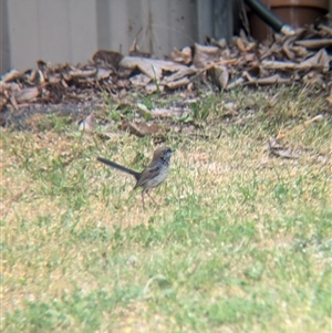 Malurus cyaneus at North Albury, NSW - suppressed