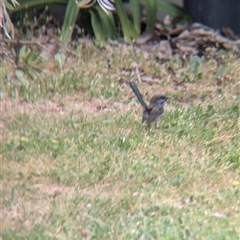 Malurus cyaneus at North Albury, NSW - suppressed