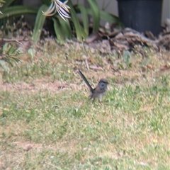 Malurus cyaneus at North Albury, NSW - suppressed