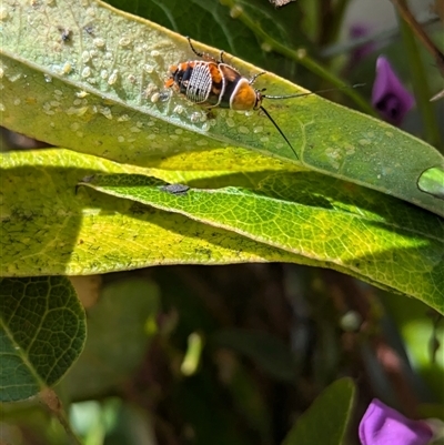 Ellipsidion australe at North Albury, NSW - 17 Oct 2024 by Darcy